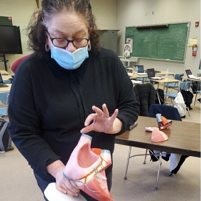 Instructor looking at a smaller heart model