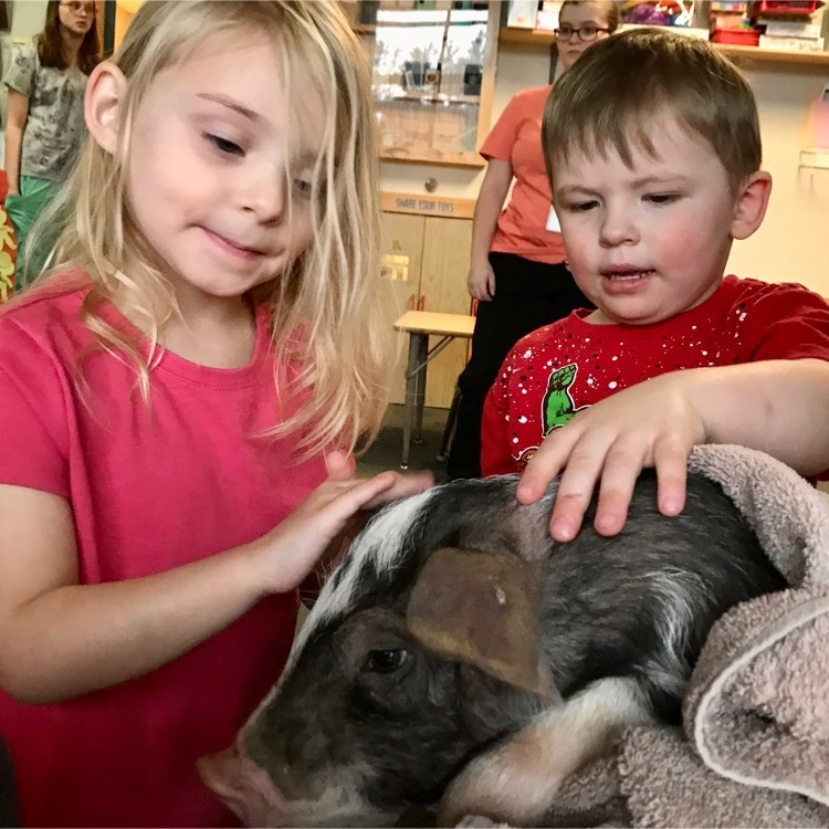 petting the piglet 
