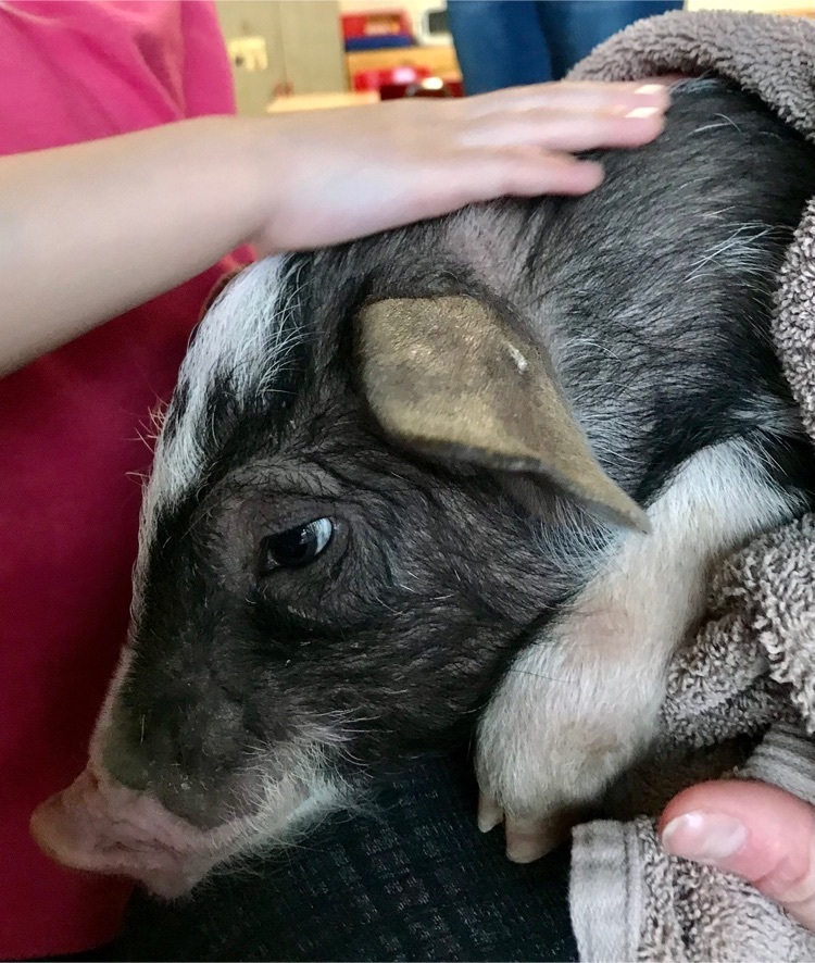 10 month old piglet