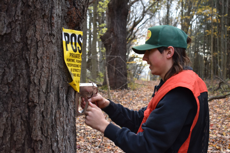 Student clipping posted signage to a tree
